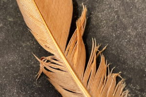 An image of a brownish red feather with a grey tip on a black background. The feather has a small drop of water on the left side near the tip and some of the middle has been roughed up.