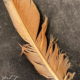 The Beauty of a Single Feather Can be Amazing!