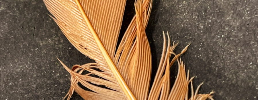 An image of a brownish red feather with a grey tip on a black background. The feather has a small drop of water on the left side near the tip and some of the middle has been roughed up.