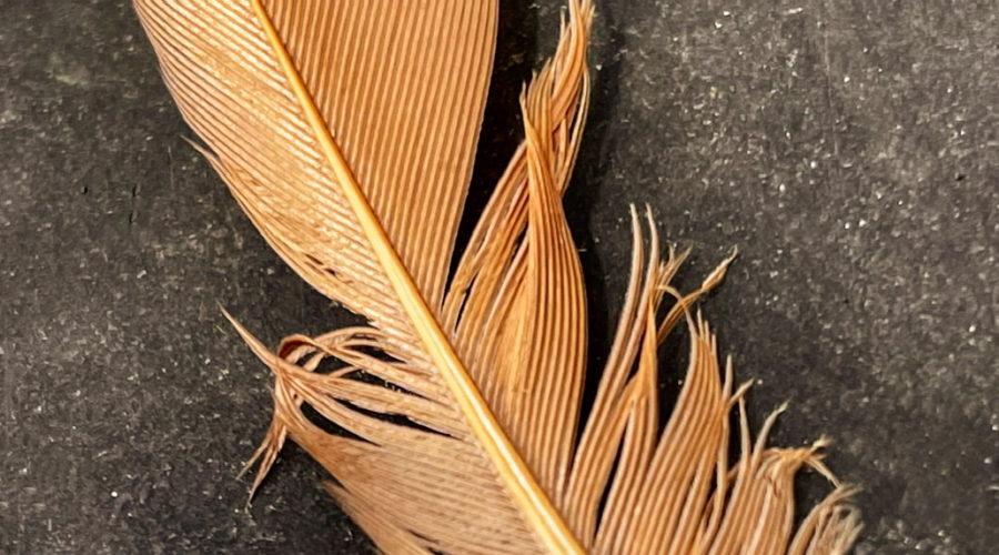 An image of a brownish red feather with a grey tip on a black background. The feather has a small drop of water on the left side near the tip and some of the middle has been roughed up.