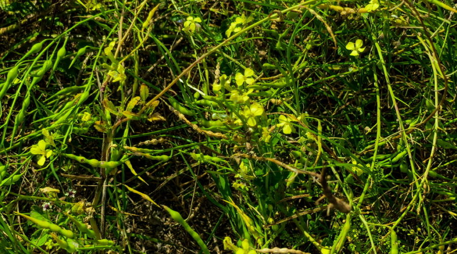 A full color shot of a field of wild radishes. Many bright yellow, cross shaped flowers can be seen along with a number of jointed, green seed pods. The radish plants are intermixed with grass and other types of weeds.