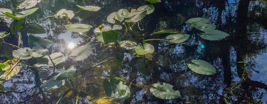 The mid afternoon sun shines down through the trees onto a slow moving stream and a bed of spatterdock plants. The water is dark blue and reflects the trees well. The spatterdock has many, large, heart shaped leaves growing at various levels above the water.