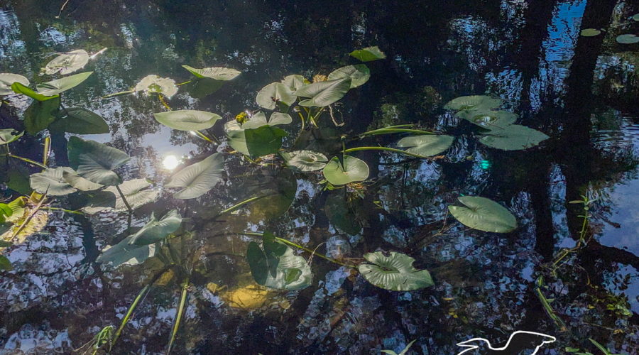 The mid afternoon sun shines down through the trees onto a slow moving stream and a bed of spatterdock plants. The water is dark blue and reflects the trees well. The spatterdock has many, large, heart shaped leaves growing at various levels above the water.