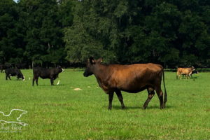 A full grown deep brown cow meanders from one grazing spot to another..There are several other cattle in the field with her. The field is beautiful green grass surrounded by large trees.