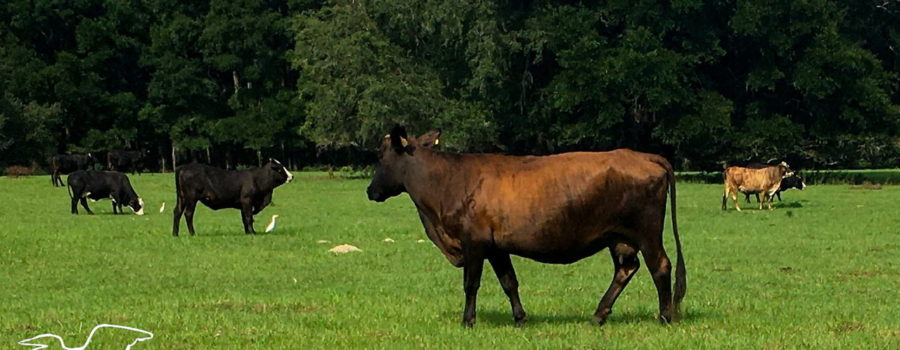 A full grown deep brown cow meanders from one grazing spot to another..There are several other cattle in the field with her. The field is beautiful green grass surrounded by large trees.