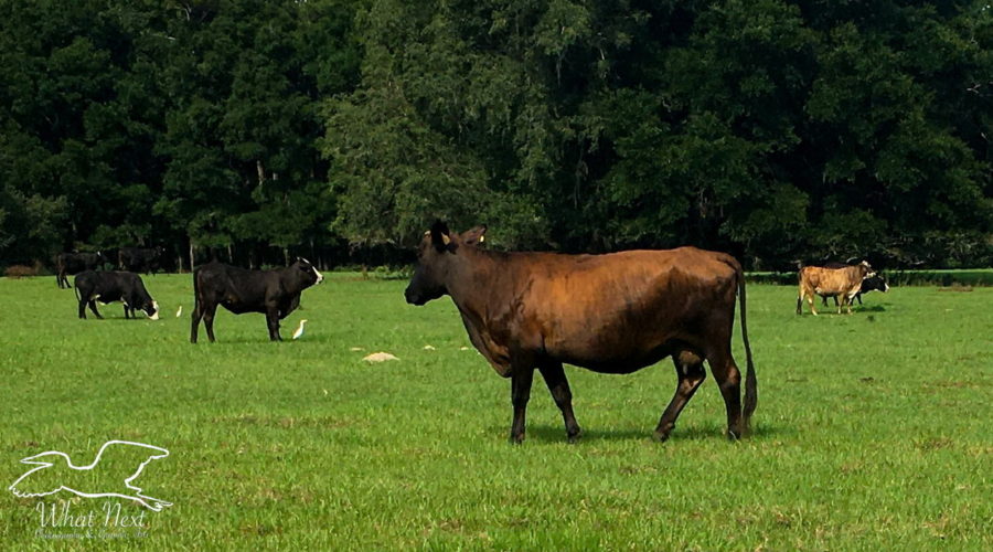 A full grown deep brown cow meanders from one grazing spot to another..There are several other cattle in the field with her. The field is beautiful green grass surrounded by large trees.