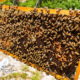 Honey Bees are Incredible and Amazing