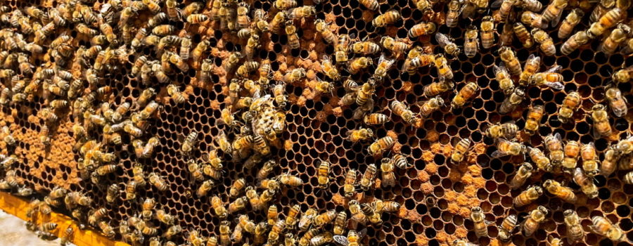 One slat of a honey bee hive. The slat has many bees crawling around on it. It made of wood and a black insert. Parts of the insert are built up with wax, ready to be used for the queen to lay an egg in. Eggs have already been laid in some cubicles, which are then sealed with a brown waxy substance.