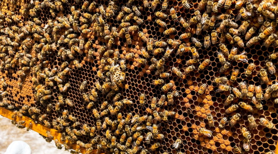 One slat of a honey bee hive. The slat has many bees crawling around on it. It made of wood and a black insert. Parts of the insert are built up with wax, ready to be used for the queen to lay an egg in. Eggs have already been laid in some cubicles, which are then sealed with a brown waxy substance.