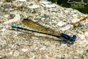 A beautiful blue-ringed dancer, a type of damsel fly, rests on a rock near a slow moving stream. The insect has a blue and black head and thorax with powder blue legs that come off the thorax. The abdomen is long and narrow and black in color. There are several thing blue rings spaced along the abdomen. The abdomen is tipped with light blue.