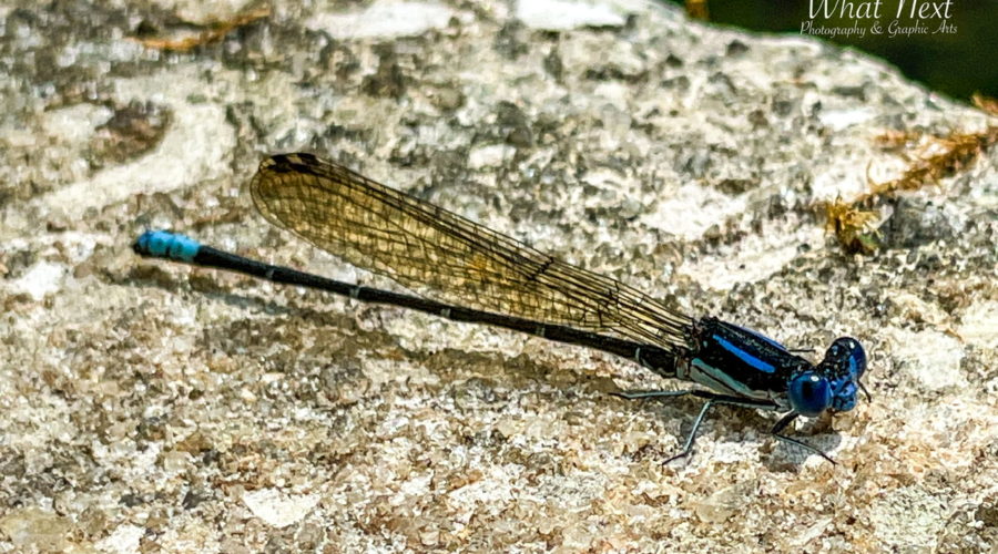 A beautiful blue-ringed dancer, a type of damsel fly, rests on a rock near a slow moving stream. The insect has a blue and black head and thorax with powder blue legs that come off the thorax. The abdomen is long and narrow and black in color. There are several thing blue rings spaced along the abdomen. The abdomen is tipped with light blue.