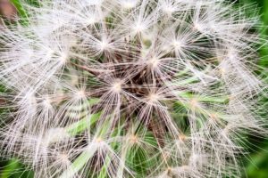 A closeup of a dandelion seed head that is fully rounded out.