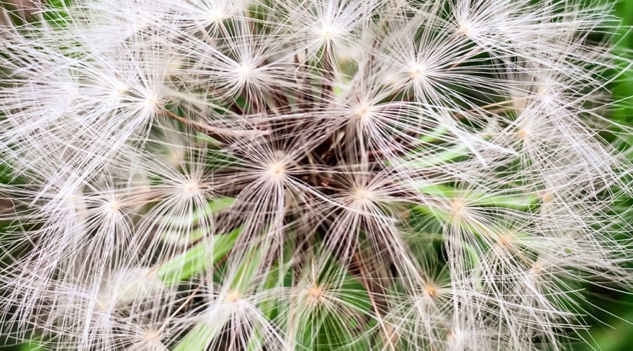 A closeup of a dandelion seed head that is fully rounded out.