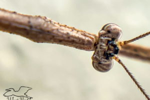A macro shot of the head and thorax of a grass-like mantis. The mantis is brown with darker brown spots. The thorax is rough and bumpy. The head is made up mainly of eyes. The eyes are light and dark brown striped as is the rest of the head. There are also three dark bumps on the top and front of the head. The antennas, made up of many small segments can be seen arising from the head between the eyes.
