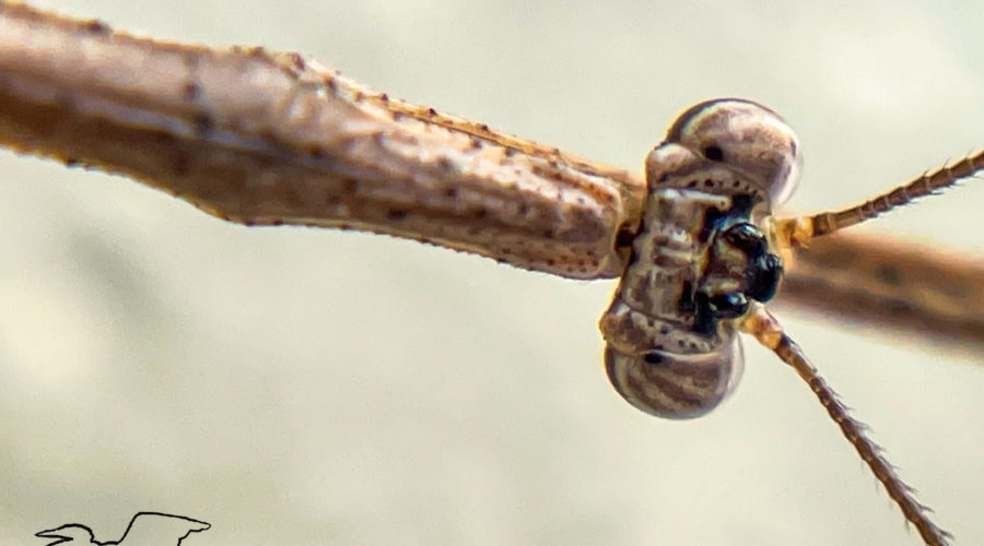 A macro shot of the head and thorax of a grass-like mantis. The mantis is brown with darker brown spots. The thorax is rough and bumpy. The head is made up mainly of eyes. The eyes are light and dark brown striped as is the rest of the head. There are also three dark bumps on the top and front of the head. The antennas, made up of many small segments can be seen arising from the head between the eyes.