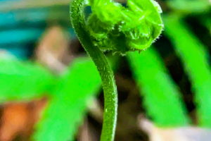 A curled new fern leaf just before it begins to open. The stem and leaf a bright green and covered with a light fuzziness. In the background older, open leaves can be seen.