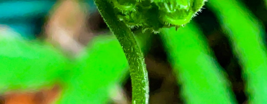 A curled new fern leaf just before it begins to open. The stem and leaf a bright green and covered with a light fuzziness. In the background older, open leaves can be seen.