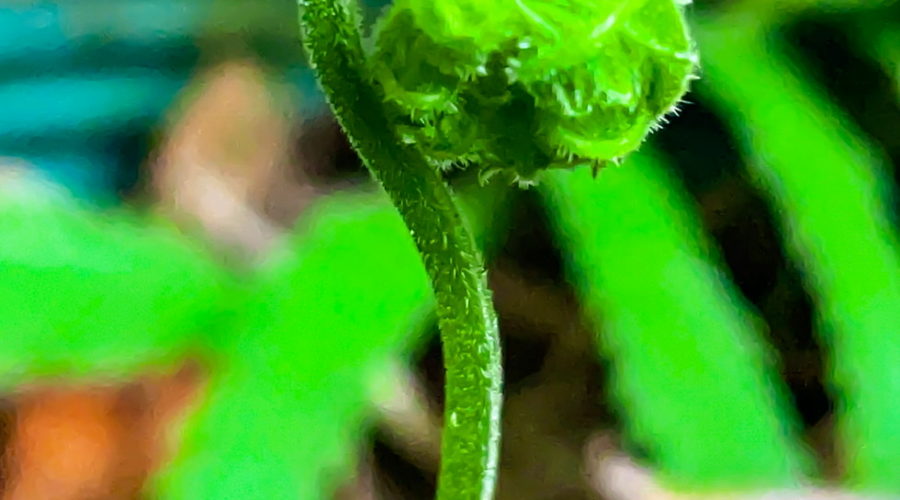 A curled new fern leaf just before it begins to open. The stem and leaf a bright green and covered with a light fuzziness. In the background older, open leaves can be seen.