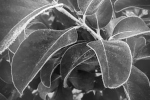 A black and white image of tree leaves with just a touch of frost on the leaves and stems.