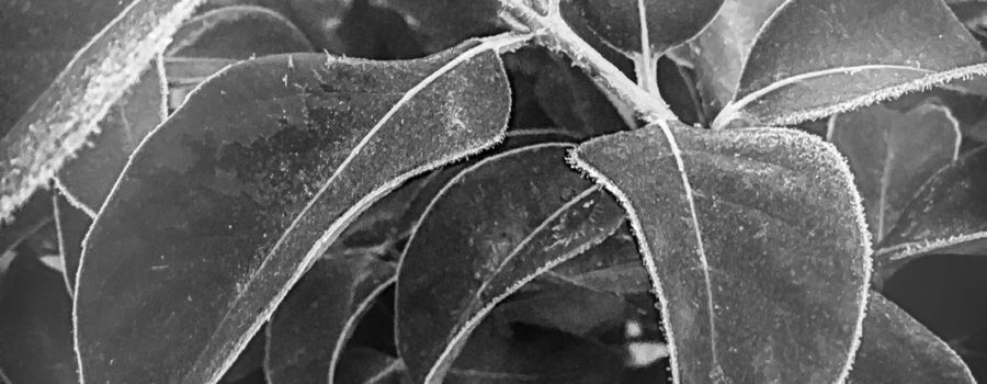 A black and white image of tree leaves with just a touch of frost on the leaves and stems.