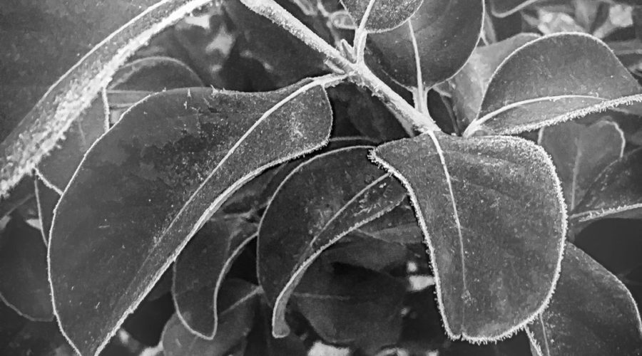 A black and white image of tree leaves with just a touch of frost on the leaves and stems.