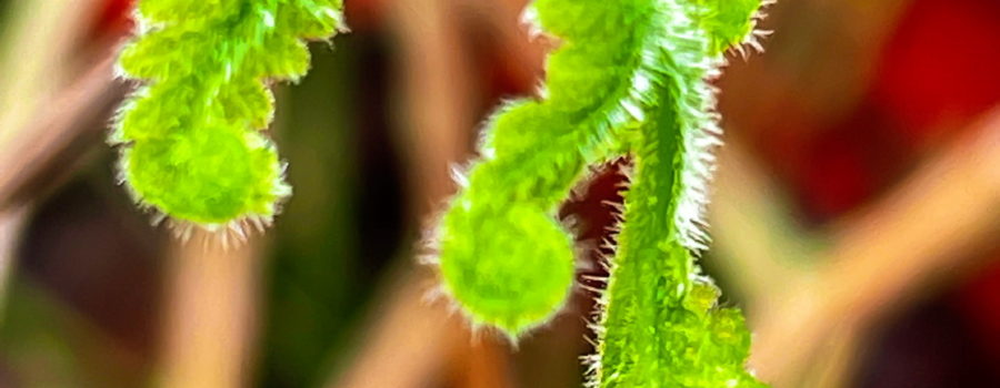 A bright green, fresh fern leaf in the process of opening from it’s fully curled position to it’s eventual flat conformation.