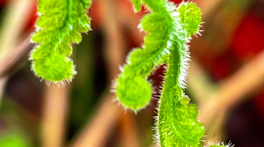 A bright green, fresh fern leaf in the process of opening from it’s fully curled position to it’s eventual flat conformation.