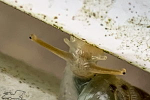 A closeup photo of a manatee tree snail in the process of crossing between two plastic fence boards. The boards are smooth, white, and spattered by algae, the food that this snail prefers. The snail is a brownish grey with two long eye stalks and two shorter antennas. The bottom of the head is attached to the upper board while the rest of the body remains attached to the lower board. A portion of the darker, shiny shell is also visible.