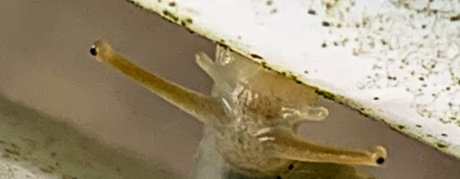 A closeup photo of a manatee tree snail in the process of crossing between two plastic fence boards. The boards are smooth, white, and spattered by algae, the food that this snail prefers. The snail is a brownish grey with two long eye stalks and two shorter antennas. The bottom of the head is attached to the upper board while the rest of the body remains attached to the lower board. A portion of the darker, shiny shell is also visible.