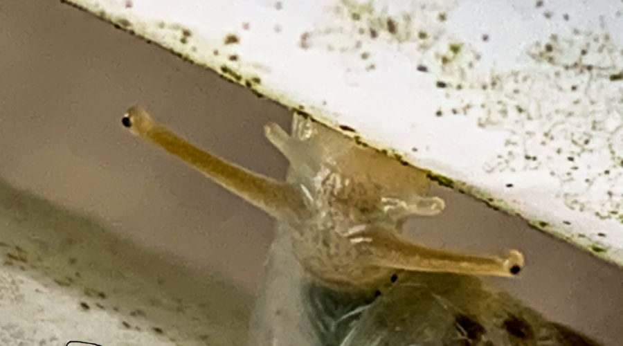 A closeup photo of a manatee tree snail in the process of crossing between two plastic fence boards. The boards are smooth, white, and spattered by algae, the food that this snail prefers. The snail is a brownish grey with two long eye stalks and two shorter antennas. The bottom of the head is attached to the upper board while the rest of the body remains attached to the lower board. A portion of the darker, shiny shell is also visible.