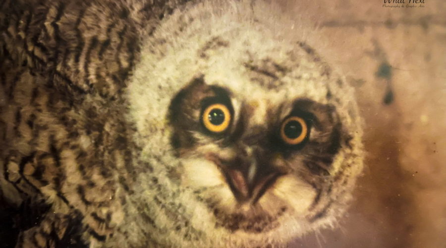 A fledgling barred owl in a rehabilitation center fluffs itself and opens it’s wings to try to appear larger in response to a perceived threat. The young owl still has juvenile feathers, which are light colored and fuzzy on it’s head, but the face and body are getting the adult feathers and coloration.