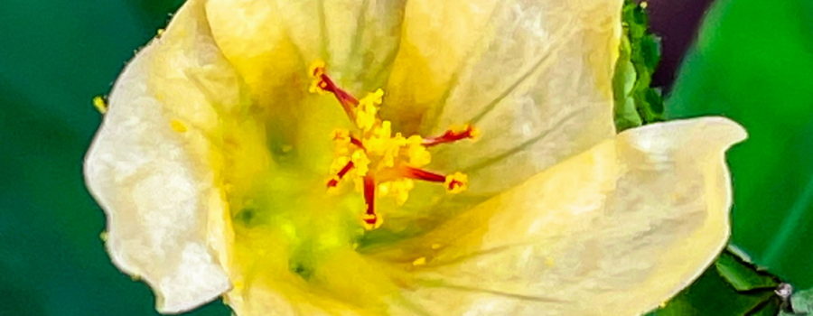 A closeup photo of an arrow leaf sida flower in full bloom. The blossom has five, thin, light yellow petals that grow in a swirl. The center of the flower is a brighter yellow and has seven bright red stamens surrounded by yellow pollen. There are two Buds below the flower and the whole scene is surrounded by green leaves.