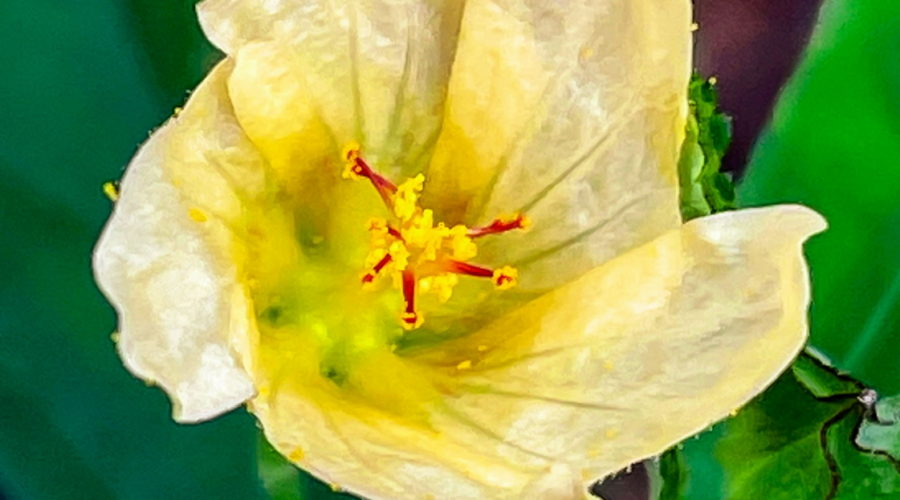 A closeup photo of an arrow leaf sida flower in full bloom. The blossom has five, thin, light yellow petals that grow in a swirl. The center of the flower is a brighter yellow and has seven bright red stamens surrounded by yellow pollen. There are two Buds below the flower and the whole scene is surrounded by green leaves.