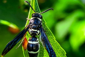 A black and white mason wasp sits restfully on the tip of a green leaf. The wasp has a shiny blui