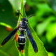 Pseudodynerus quadrisectus is a Beautiful, Nonaggressive Wasp