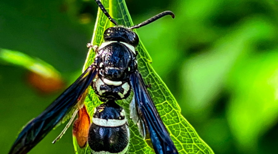 A black and white mason wasp sits restfully on the tip of a green leaf. The wasp has a shiny blui