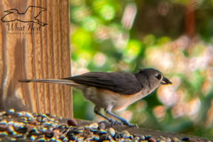 A tufted titmouse gets ready to launch himself off of a wooden porch rail feeder. The small bird is grey on top with a white belly and a touch of rusty color on the flanks.