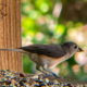 The Beautiful Tufted Titmouse has a Dynamic Personality