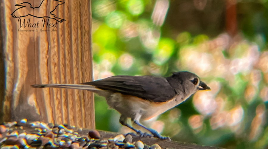 A tufted titmouse gets ready to launch himself off of a wooden porch rail feeder. The small bird is grey on top with a white belly and a touch of rusty color on the flanks.