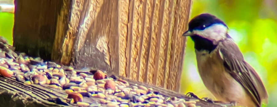 A Carolina chickadee picks between and seeds being set out on a wooden feeding station. The bird has a grey underside with darker grey wings. There is a slight rust color to the belly. The head is capped in black and also has a black chin. A triangle of white separates the black patches.