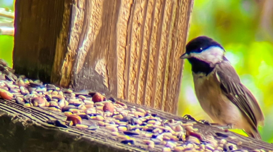 A Carolina chickadee picks between and seeds being set out on a wooden feeding station. The bird has a grey underside with darker grey wings. There is a slight rust color to the belly. The head is capped in black and also has a black chin. A triangle of white separates the black patches.