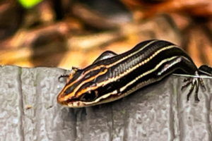 A juvenile southeastern five-lined skink peeks over the edge of a wooden step. Only the front half of the body is visible. The body and legs are black and five whitish lines run the length of the body. On the head the stripes have an orangish hue.