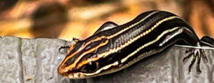 A juvenile southeastern five-lined skink peeks over the edge of a wooden step. Only the front half of the body is visible. The body and legs are black and five whitish lines run the length of the body. On the head the stripes have an orangish hue.