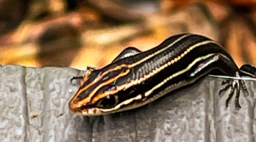 A juvenile southeastern five-lined skink peeks over the edge of a wooden step. Only the front half of the body is visible. The body and legs are black and five whitish lines run the length of the body. On the head the stripes have an orangish hue.