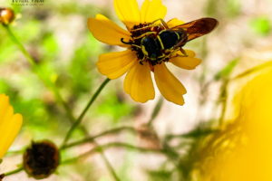 A black and yellow wasp feeds from the center of a Leavenworth’s tickseed flower. The flower is one of several in a group. Some dark yellow buds are also present in the unfocused background. The Tickseed flower is bright yellow with a dark brown central button. The wasp covers most of the button.