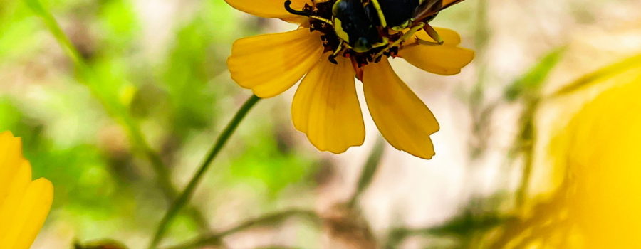 A black and yellow wasp feeds from the center of a Leavenworth’s tickseed flower. The flower is one of several in a group. Some dark yellow buds are also present in the unfocused background. The Tickseed flower is bright yellow with a dark brown central button. The wasp covers most of the button.