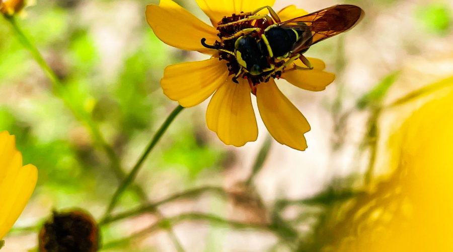A black and yellow wasp feeds from the center of a Leavenworth’s tickseed flower. The flower is one of several in a group. Some dark yellow buds are also present in the unfocused background. The Tickseed flower is bright yellow with a dark brown central button. The wasp covers most of the button.