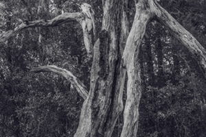 A black and white image of the tangle of fallen branches that are all that remain of a long since deceased live oak tree. In the background is the Gothe State Forest in the Florida sandhills. The forest is filled with many more, younger trees that will eventually grow to the size this giant was in it’s prime.
