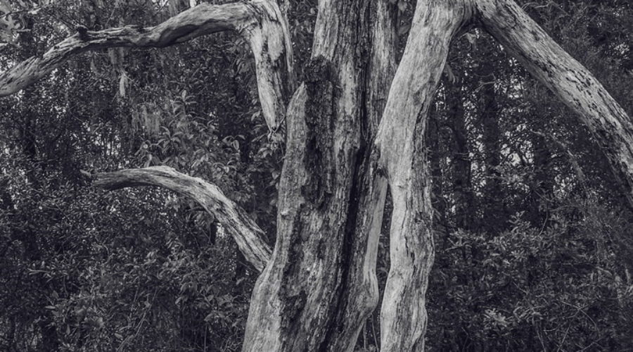A black and white image of the tangle of fallen branches that are all that remain of a long since deceased live oak tree. In the background is the Gothe State Forest in the Florida sandhills. The forest is filled with many more, younger trees that will eventually grow to the size this giant was in it’s prime.