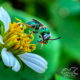 The Brown-Winged Striped Sweat Bee is a Beautiful Pollinator